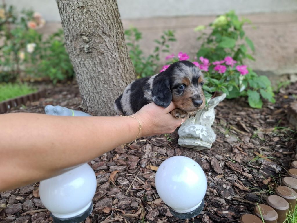 Jamnik długowłosy blue merle Dachshund Dackel