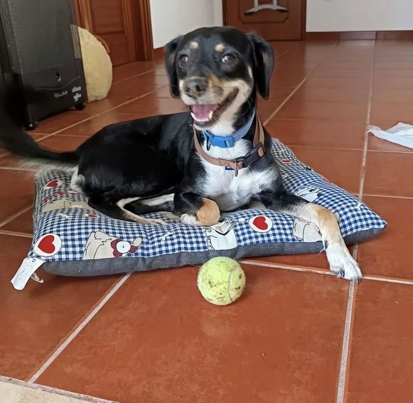Snoppy - Cão para adopçao