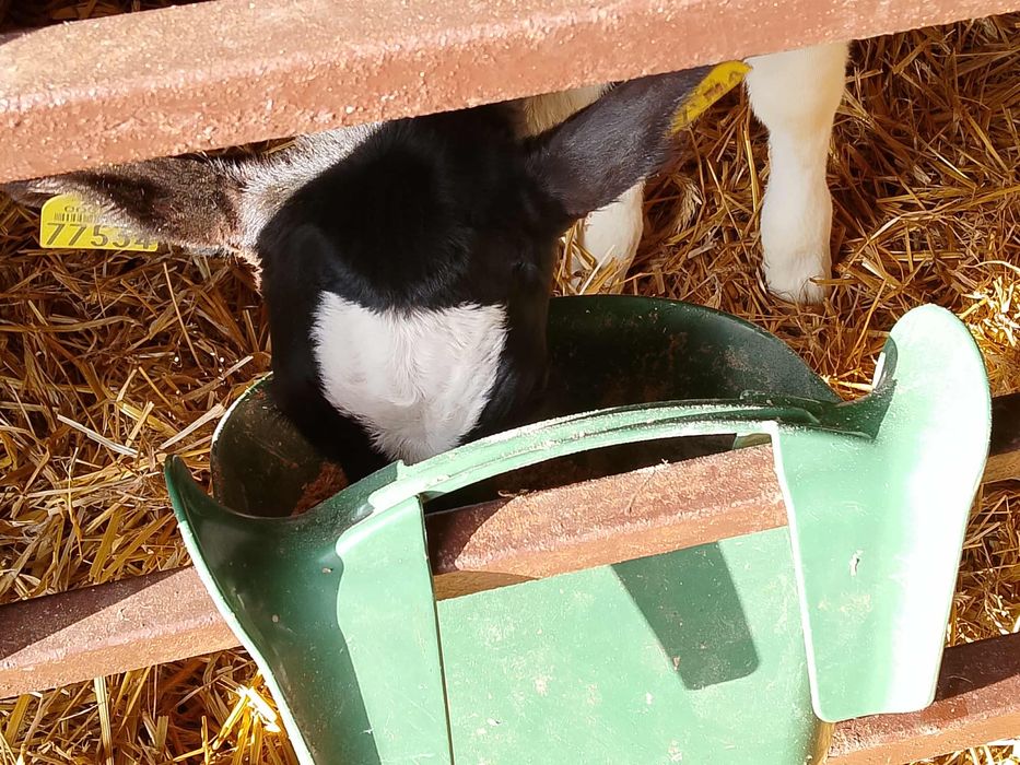 Sprzedam cielaki Kościerzyna