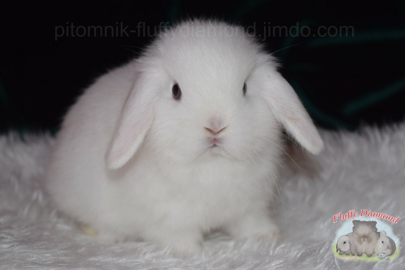 Білі висловухі кролики. Кроленята NHD з блакитними очима
