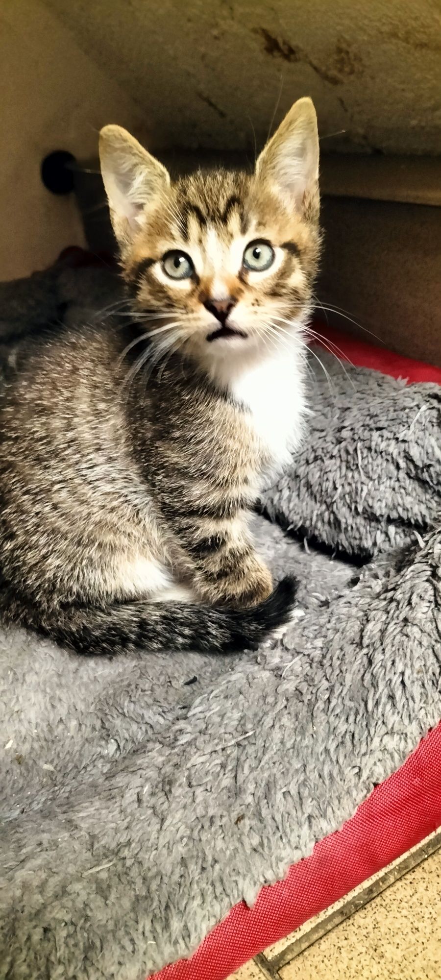 Mały kotek do adopcji