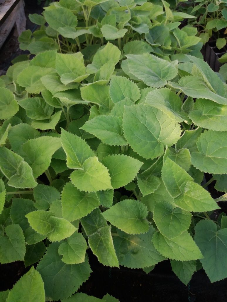 Paulownia Elongata e SHAN TONG