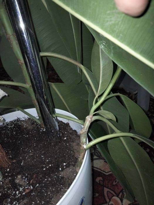 Фікус бенджаміна