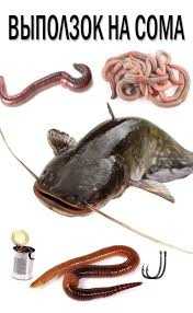 Выползок черви червь на сома сом рыбалка