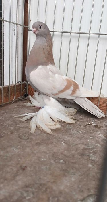 Gołebie ozdobne blauwindry samica