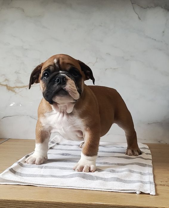 Buldog angielski Piesek ZKwP/FCI