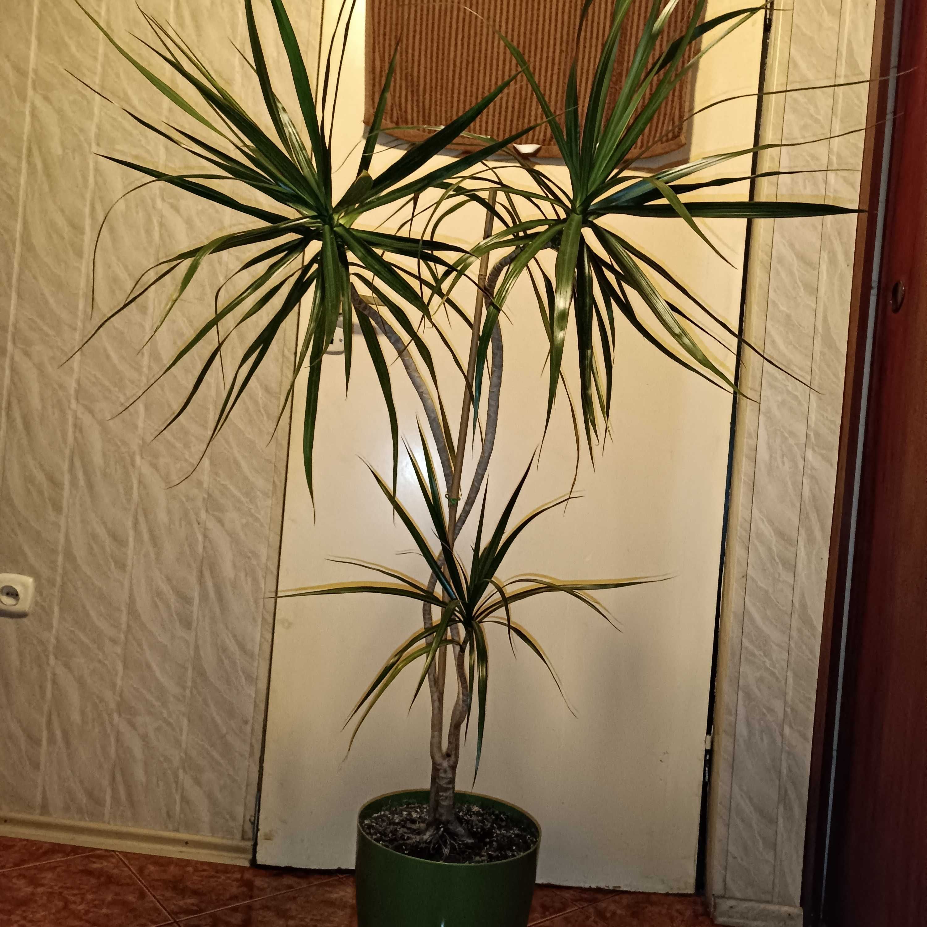Roślina dracena marginata