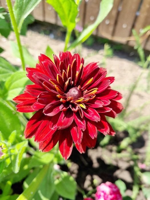 Рудбекия махровая неприхотливая