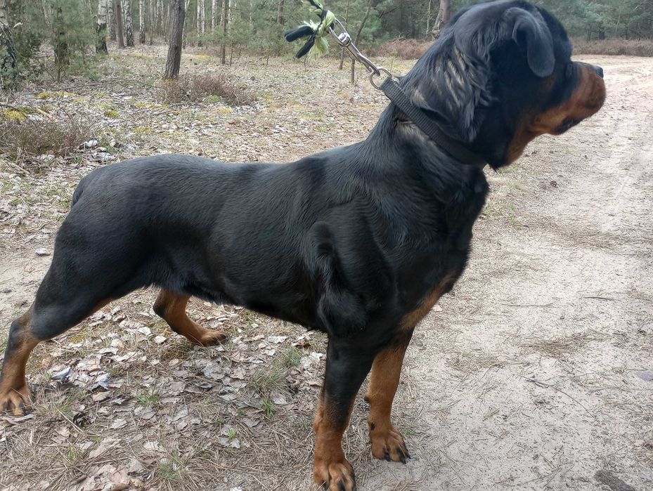 Rottweiler/Rottweilery- LOLA suczka 4,5 miesięczna