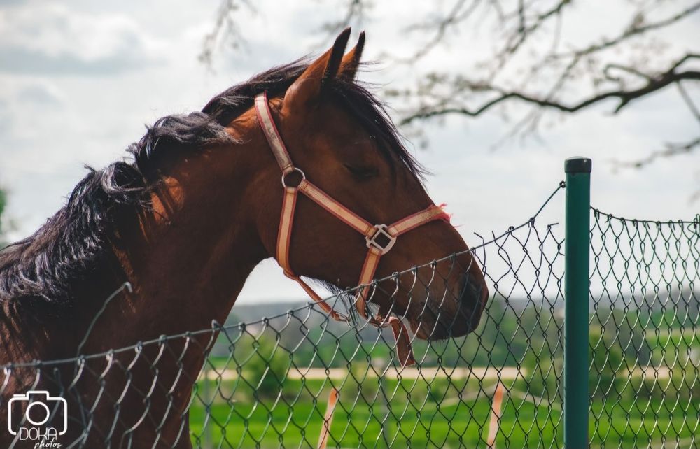Wałach 3 lata dziadek Comme IL FAUT