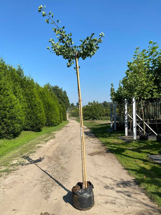 Miłorząb dwuklapowy HORIZONTALIS 6-8 wysokość Pa 200 cm