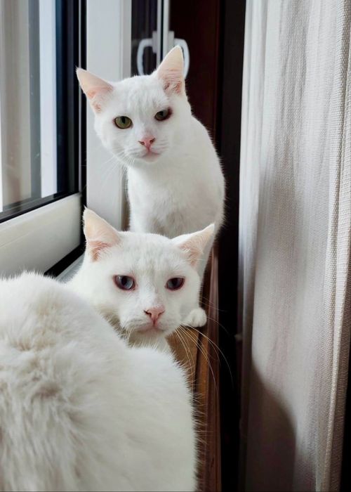 2 gatinhos machos para adoção reaponsável