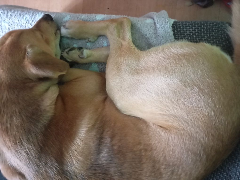 Oddam w dobre ręce