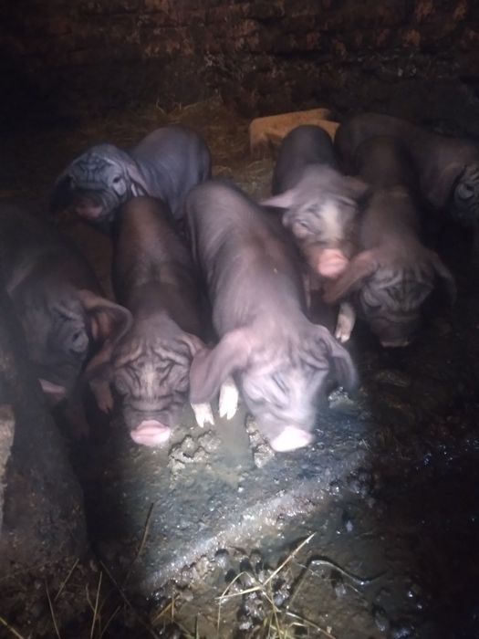 Продам поросята вєтнамці