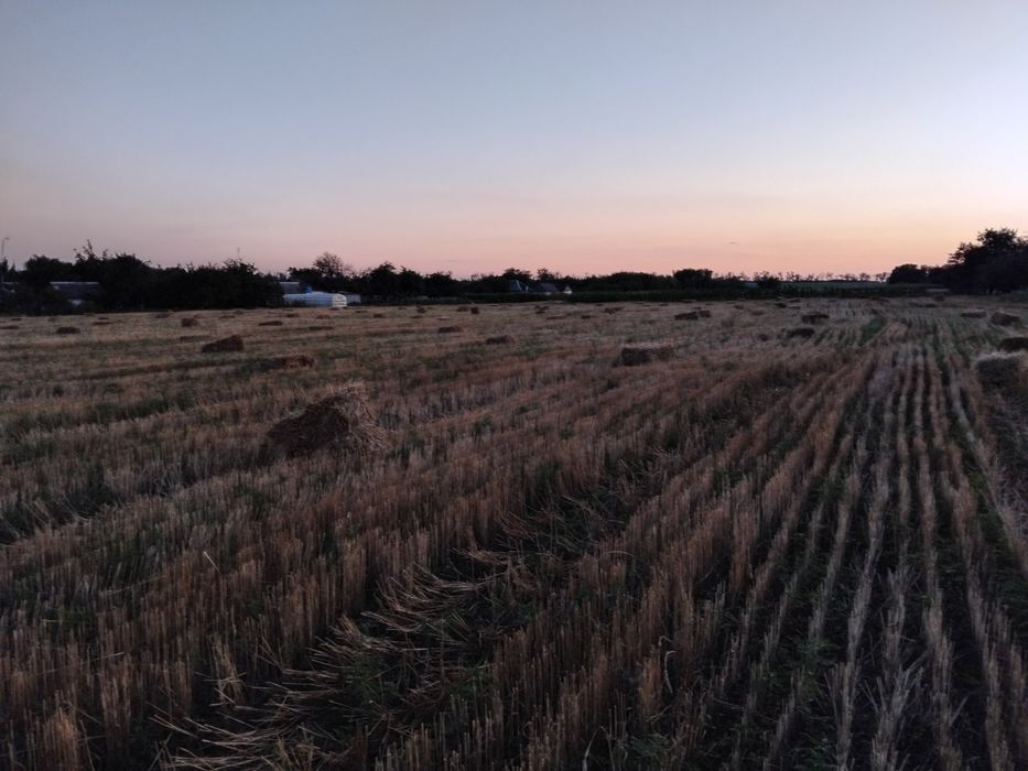 Солома в тюках урожай 2025