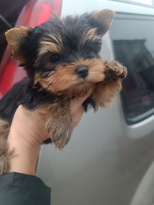 Мини  дочки и сыночек от папы Чемпиона !