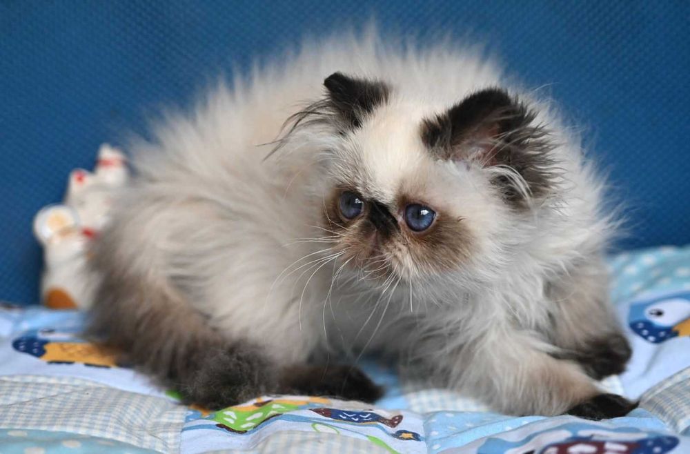 Доросла Блакитноока Персидська дівчинка Лотті