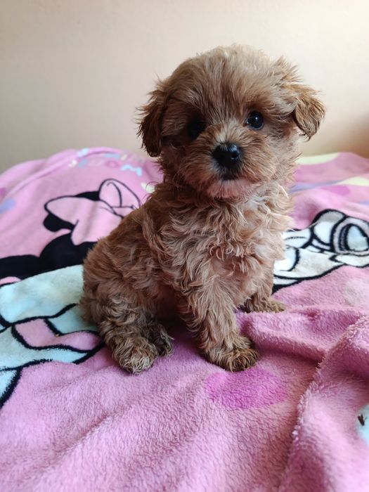 Maltipoo suczka szczeniak