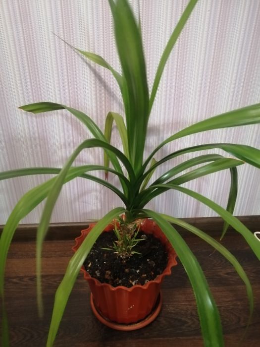Панданус кімнатний