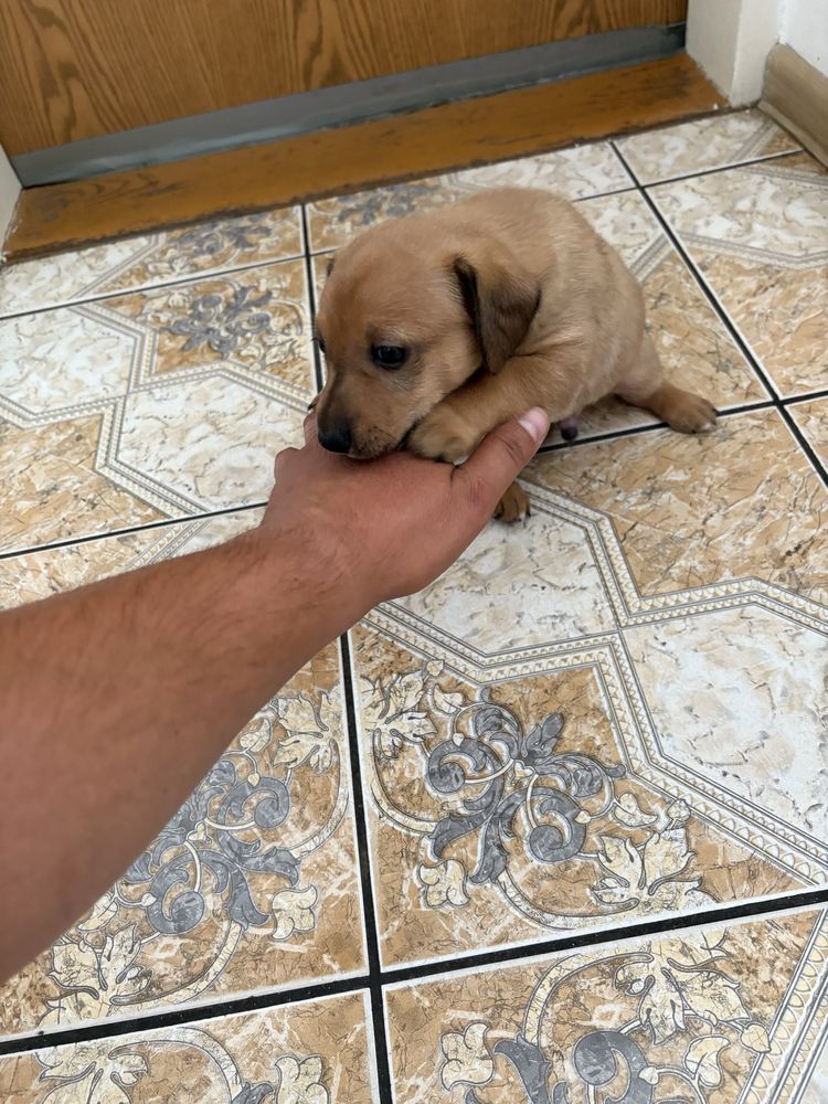 Oddam w dober ręce piesek ma 22dni mały bedzie juz sam je za darmo odd