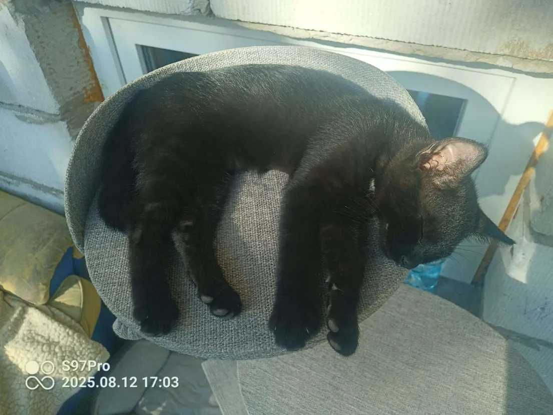Oddam małą kotkę w dobre ręce