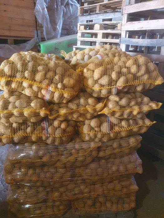 Ziemniaki Soraya Mellody Bellarosa Quinn Anna