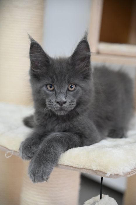 Maine coon Kocurek Harry