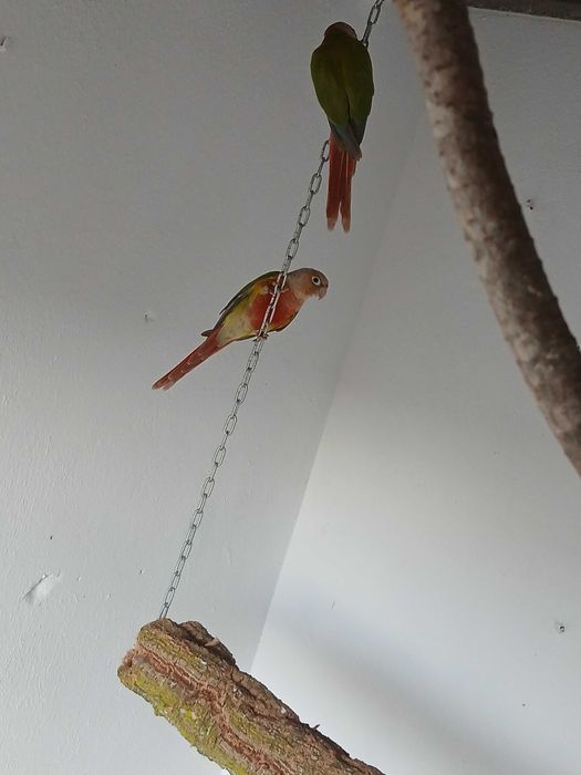 Vendo pyrrhura macho