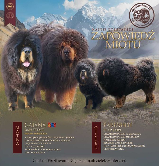 Mastif Tybetanski FCI po matce z Mongolii. Zapowiedź miotu styczeń 26r