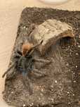Ptasznik chromatopelma cyaneopubescens samiczki