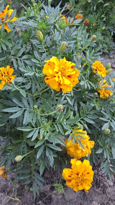 Сушені квіти чорнобривців, бархатцы, чорнобривці