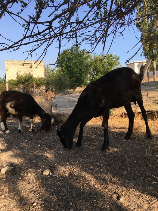 срочно дойные козы