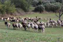 Vende-se Ovelhas e Cabras Cruzadas