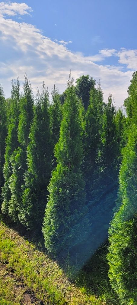 Tuja smaragd 140 cm tuje 120 thuja szmaragd thuje wrzesnia