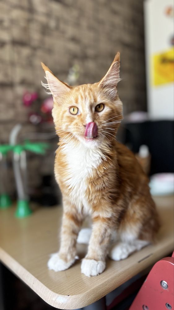 Kocurek Maine Coon gotowy do odbioru