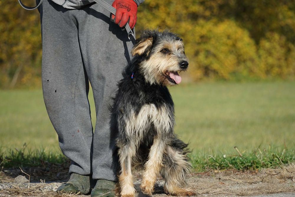 Hektor - przepiękny pies z włosem szuka domu