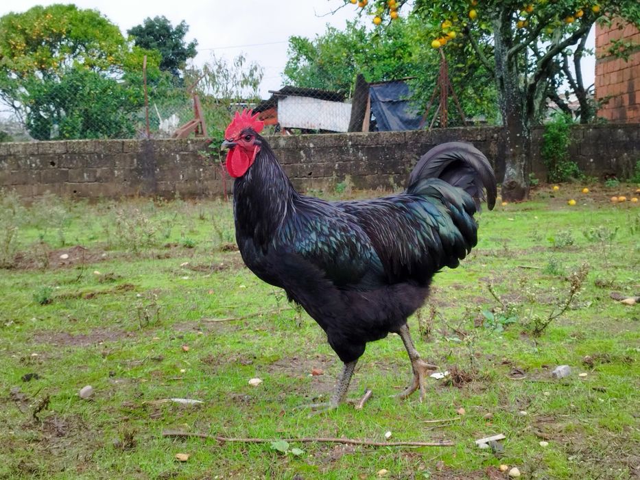 Casal Jersey gigante negro