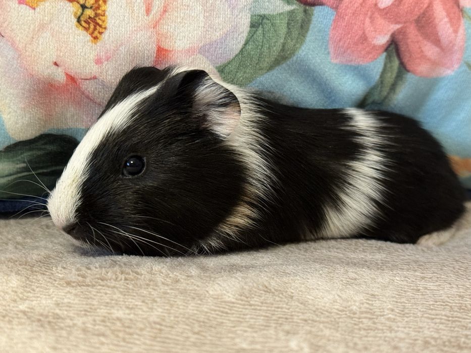 Śliczny Samiec Świnka Morska Kawia Domowa Gladkowlosa