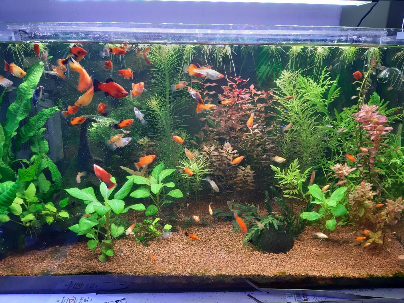 Peixe platy mikey diversos e plantas