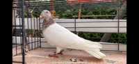 Golab golebie budapeszt samczyk