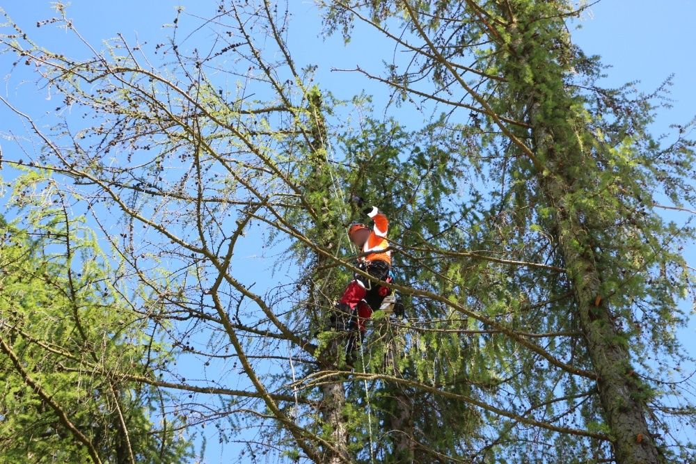 Wycinka przycinanie pielegnacja drzew alpinistycznie Arborysta Utyliza