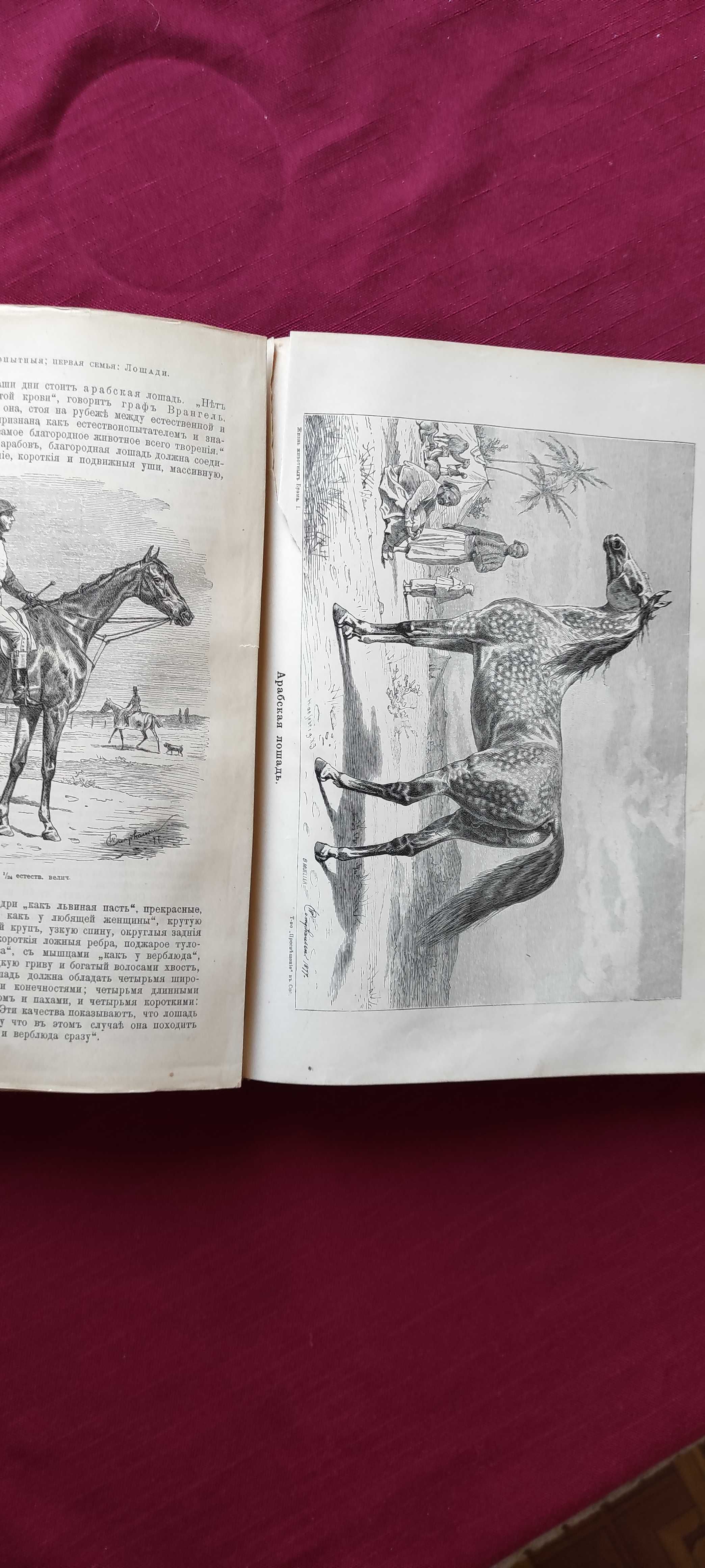 Жизнь животных Брэма. В трех томах. 1904 г.