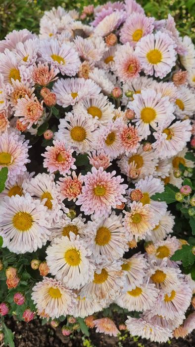 Розпродаж!!! Хризантема мультифлора, маточники