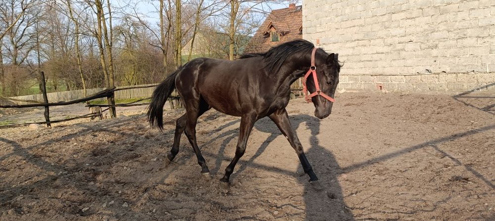 Sprzedam ogiera 3 latka