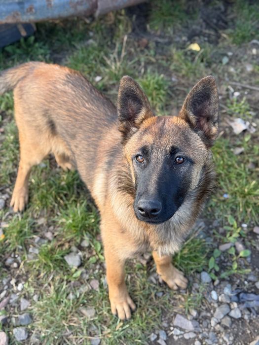 Szczeniaki do adopcji (suczki) mieszańce