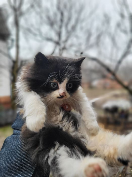 Безкоштовно віддам маленьких котят