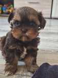 Bobo-  Shih Tzu unikatowy mini piesek