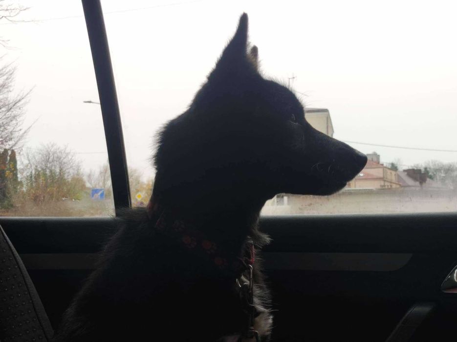 Lusia- piękna sunia szuka domu.