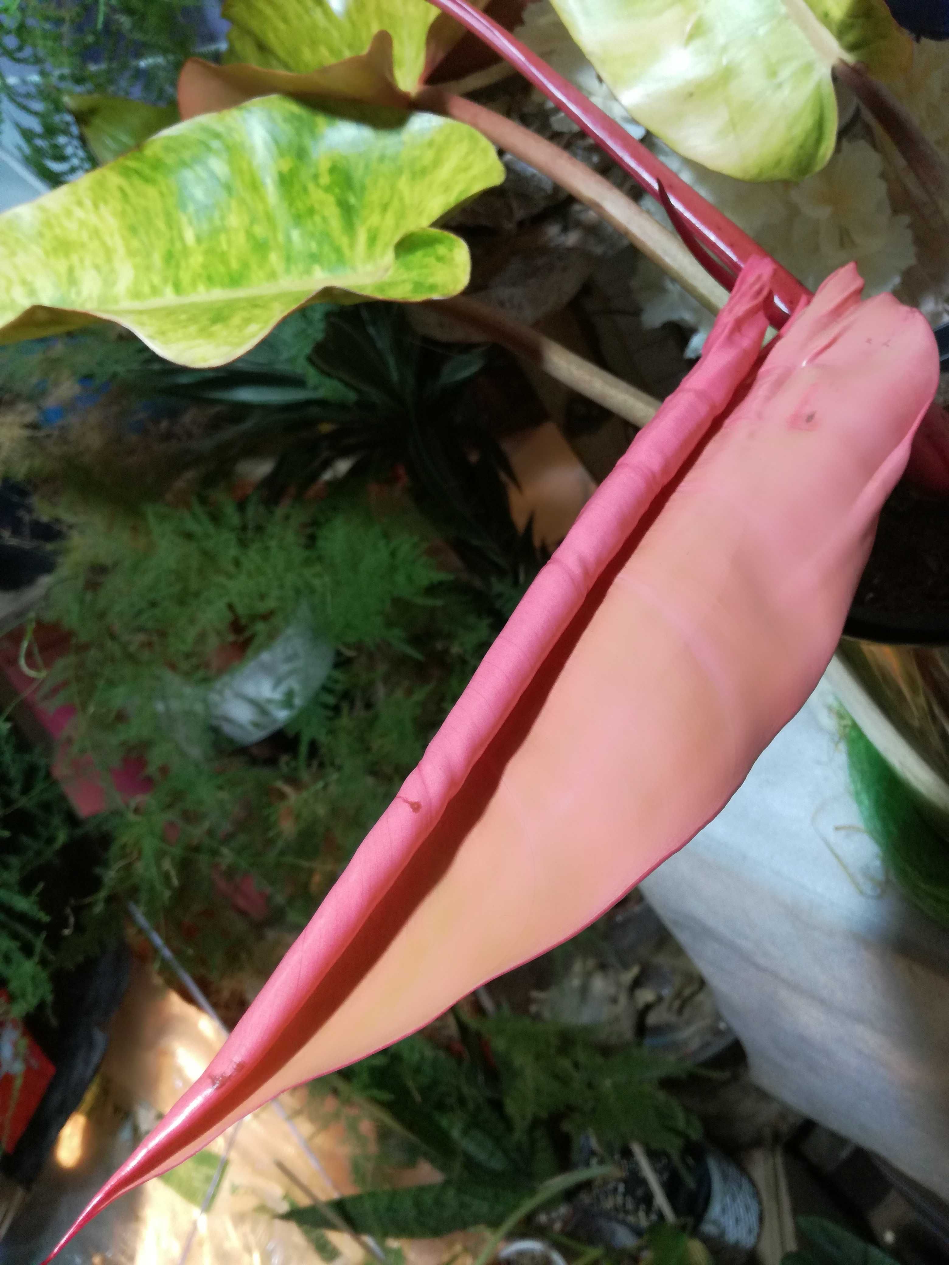 INTERNATIONAL Philodendron Orange Marmalade Pink! filodendron monstera