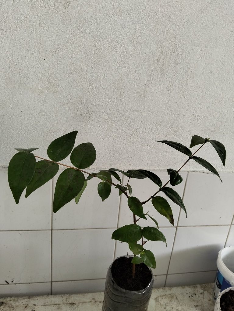 Muda de pitangueira